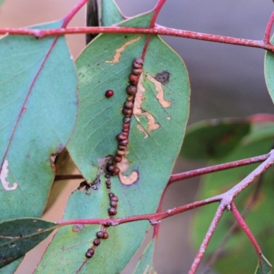 Unidentified Scale insect or Mealybug (Hemiptera, Coccoidea) at Wodonga, VIC - 22 May 2022 by KylieWaldon