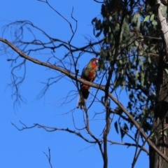 Platycercus elegans (Crimson Rosella) at Monitoring Site 114 - Remnant - 22 May 2022 by KylieWaldon