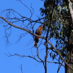 Platycercus elegans at Wodonga, VIC - 22 May 2022 10:49 AM