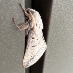 Oxycanus unidentified species near silvanus at Stromlo, ACT - 28 May 2022 by JimL