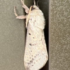 Oxycanus unidentified species near silvanus at Stromlo, ACT - 28 May 2022