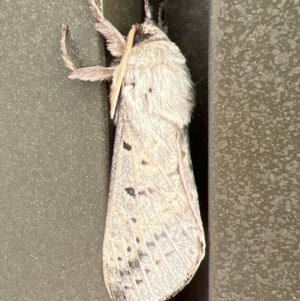 Oxycanus unidentified species near silvanus at Stromlo, ACT - 28 May 2022 10:08 AM