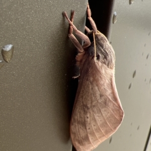 Oxycanus dirempta at Stromlo, ACT - 28 May 2022 10:07 AM