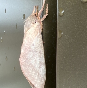 Oxycanus dirempta at Stromlo, ACT - 28 May 2022 10:07 AM