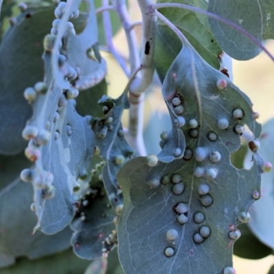 Unidentified Scale insect & mealybug (Hemiptera, Coccoidea) at Wodonga, VIC - 22 May 2022 by KylieWaldon