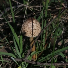 Unidentified Cap on a stem; gills below cap [mushrooms or mushroom-like] at Wodonga, VIC - 22 May 2022 by KylieWaldon