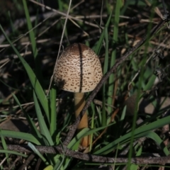 Macrolepiota clelandii (Macrolepiota clelandii) at Wodonga, VIC - 22 May 2022 by KylieWaldon