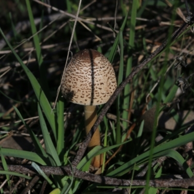 Macrolepiota clelandii (Macrolepiota clelandii) at Wodonga, VIC - 22 May 2022 by KylieWaldon