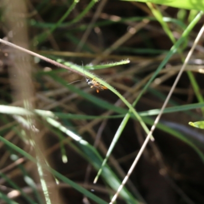 Unidentified Parasitic wasp (numerous families) at Jack Perry Reserve - 22 May 2022 by KylieWaldon