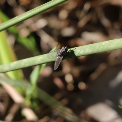 Unverified Blow fly (Calliphoridae) at Wodonga, VIC - 22 May 2022 by KylieWaldon