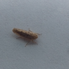 Unidentified Leafhopper & planthopper (Hemiptera, several families) (TBC) at McKellar, ACT - 22 May 2022 by Birdy