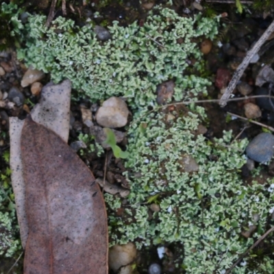 Bryaceae (Family) at Jack Perry Reserve - 22 May 2022 by KylieWaldon