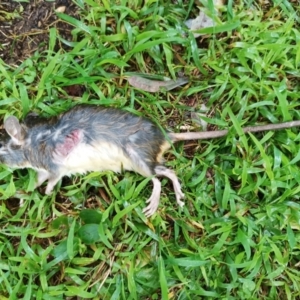 Rattus rattus at Mawson, ACT - 28 May 2022 10:28 AM