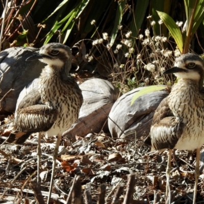 Burhinus grallarius (Bush Stone-curlew) at Oak Beach, QLD - 17 Aug 2019 by GlossyGal