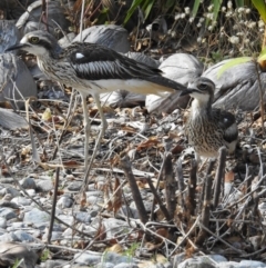 Burhinus grallarius at Oak Beach, QLD - suppressed