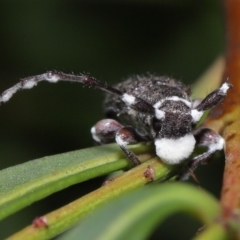 Entomophthoraceae (family) (An entomopathogenic (insect killing) fungus) at Acton, ACT - 27 May 2022 by TimL