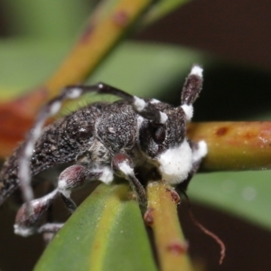 Entomophthoraceae (family) at Acton, ACT - 27 May 2022 12:37 PM