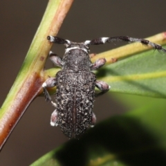 Entomophthoraceae (family) at Acton, ACT - 27 May 2022 12:37 PM