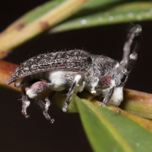 Entomophthoraceae (family) at Acton, ACT - 27 May 2022