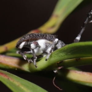 Entomophthoraceae (family) at Acton, ACT - 27 May 2022 12:37 PM