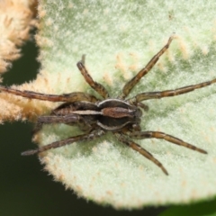 Venatrix sp. (genus) (Unidentified Venatrix wolf spider) at Acton, ACT - 27 May 2022 by TimL