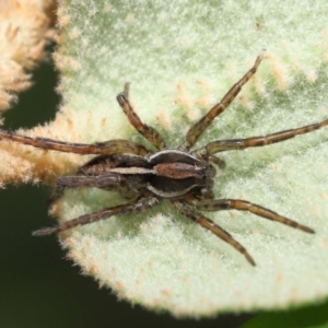 Unidentified Wolf spider (Lycosidae) (TBC) at suppressed by TimL