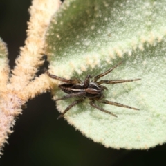 Venatrix sp. (genus) at Acton, ACT - 27 May 2022