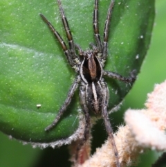 Venatrix sp. (genus) at Acton, ACT - 27 May 2022
