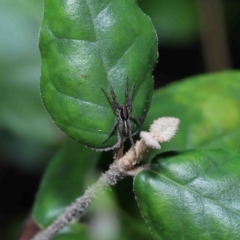 Venatrix sp. (genus) at Acton, ACT - 27 May 2022