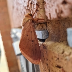 Oxycanus (genus) (Unidentified Oxycanus moths) at Hawker, ACT - 28 May 2022 by Ormaylo