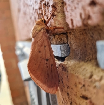 Oxycanus (genus) (Unidentified Oxycanus moths) at Hawker, ACT - 28 May 2022 by Ormaylo