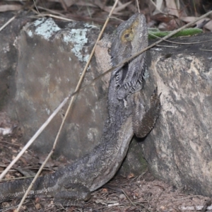 Pogona barbata at Acton, ACT - 27 May 2022