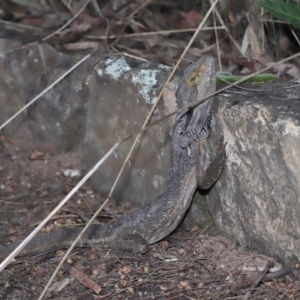 Pogona barbata at Acton, ACT - suppressed