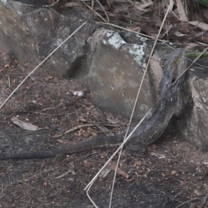 Pogona barbata at Acton, ACT - suppressed