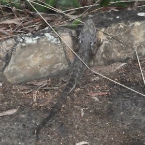 Pogona barbata at Acton, ACT - suppressed