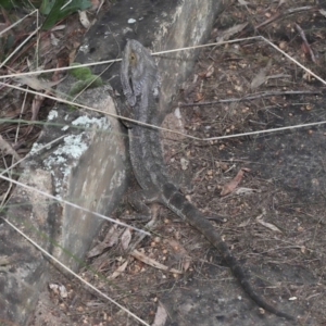 Pogona barbata at Acton, ACT - suppressed