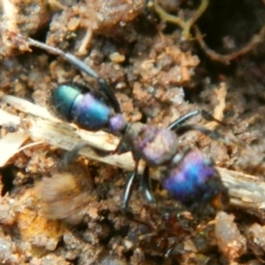 Rhytidoponera sp. (genus) (Rhytidoponera ant) at Mount Jerrabomberra - 27 May 2022 by TmacPictures