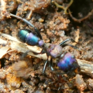 Rhytidoponera sp. (genus) at Jerrabomberra, NSW - 27 May 2022