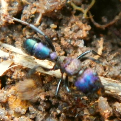 Rhytidoponera sp. (genus) (Rhytidoponera ant) at Mount Jerrabomberra - 27 May 2022 by TmacPictures