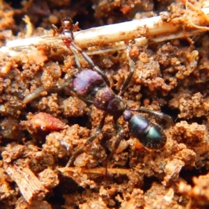 Rhytidoponera sp. (genus) at Jerrabomberra, NSW - 27 May 2022