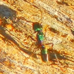 Rhytidoponera sp. (genus) at Jerrabomberra, NSW - 27 May 2022