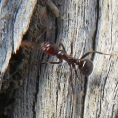 Papyrius sp (undescribed) (Hairy Coconut Ant) at Hall, ACT - 26 May 2022 by Christine