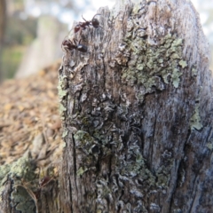 Papyrius sp (undescribed) at Hall, ACT - 26 May 2022