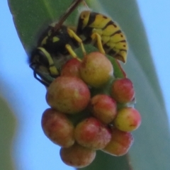 Vespula germanica (European wasp) at Dunlop, ACT - 27 May 2022 by Christine