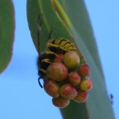 Vespula germanica at Dunlop, ACT - 27 May 2022