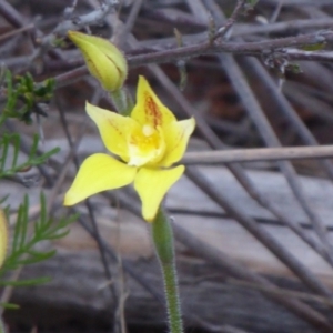 Caladenia flava at Kenwick, WA - 10 Sep 2019