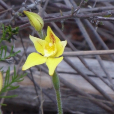 Caladenia flava (Cowslip Orchid) at Kenwick, WA - 10 Sep 2019 by Christine