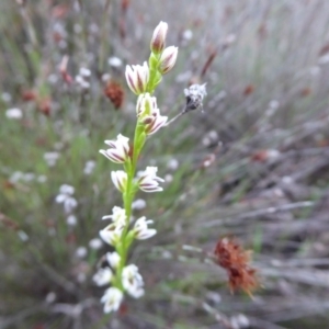 Prasophyllum sp. at Undefined Area - suppressed