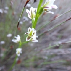 Prasophyllum sp. at Undefined Area - suppressed