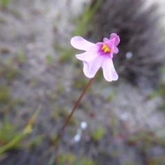 Utricularia multifida (Pink Petticoats) at Kenwick, WA - 10 Sep 2019 by Christine